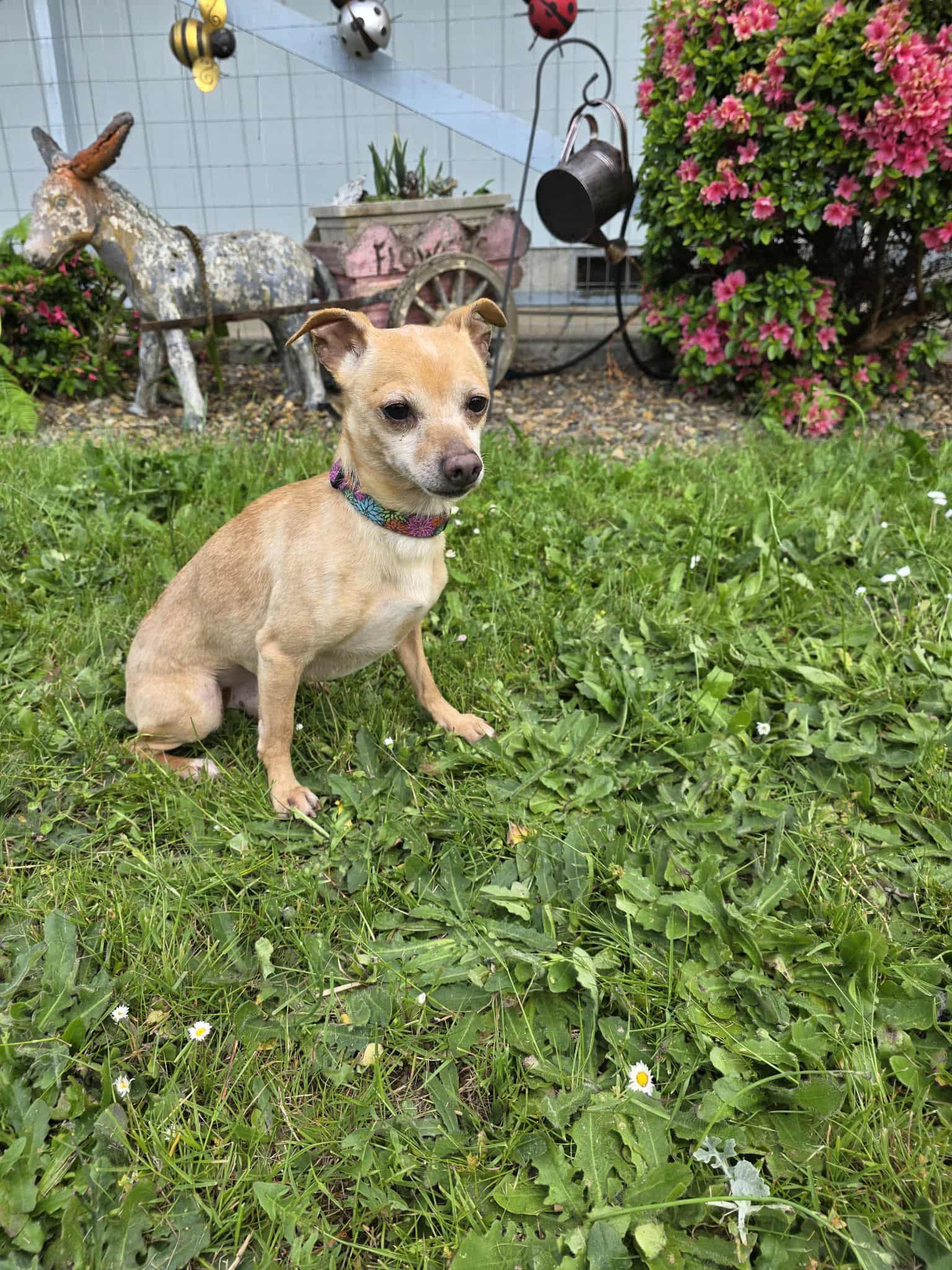 Lobby, a Adoptable mixed breed in Eugene, OR image 2/6