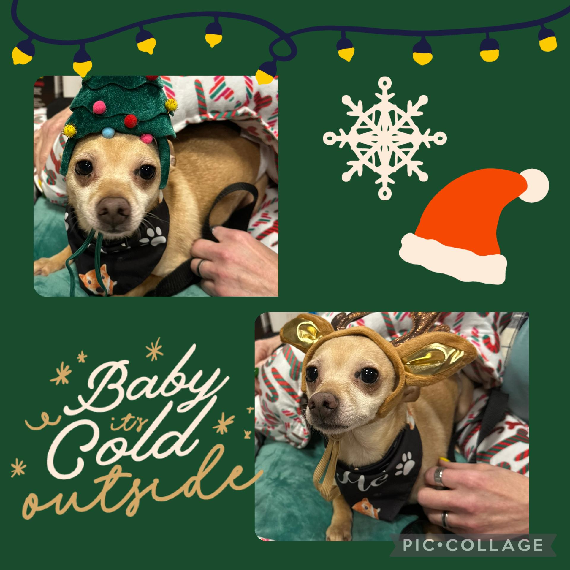 Lobby, Adoptable, Adult Male Chihuahua.