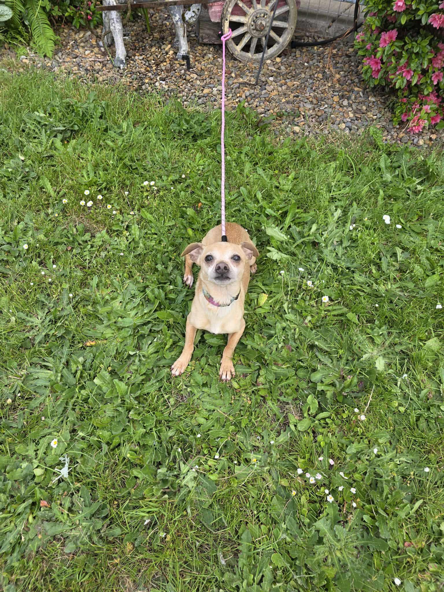 Lobby, a Adoptable mixed breed in Eugene, OR image 3/6