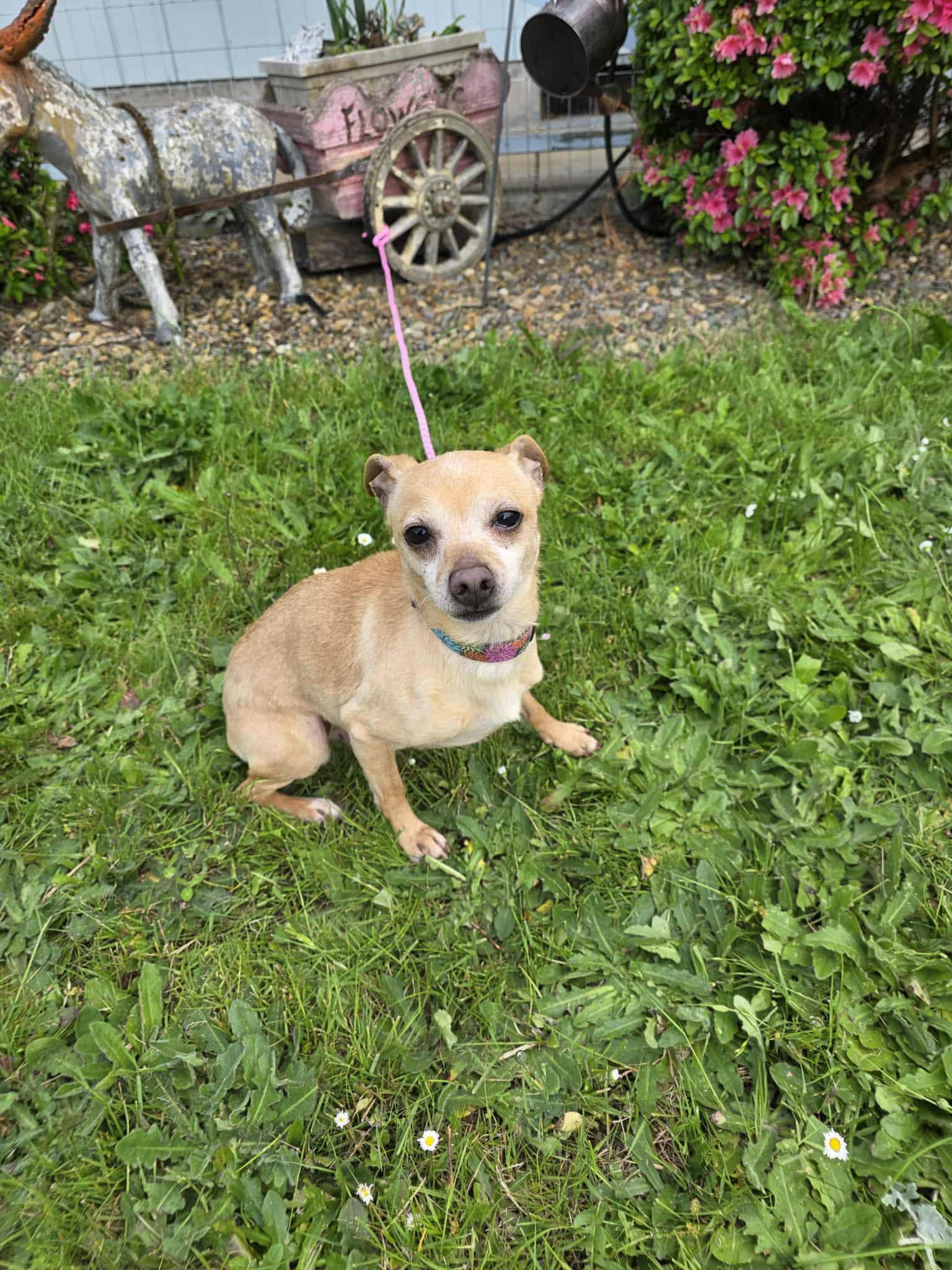 Lobby, an adoptable Chihuahua in Eugene, OR, 97404 | Photo Image 3