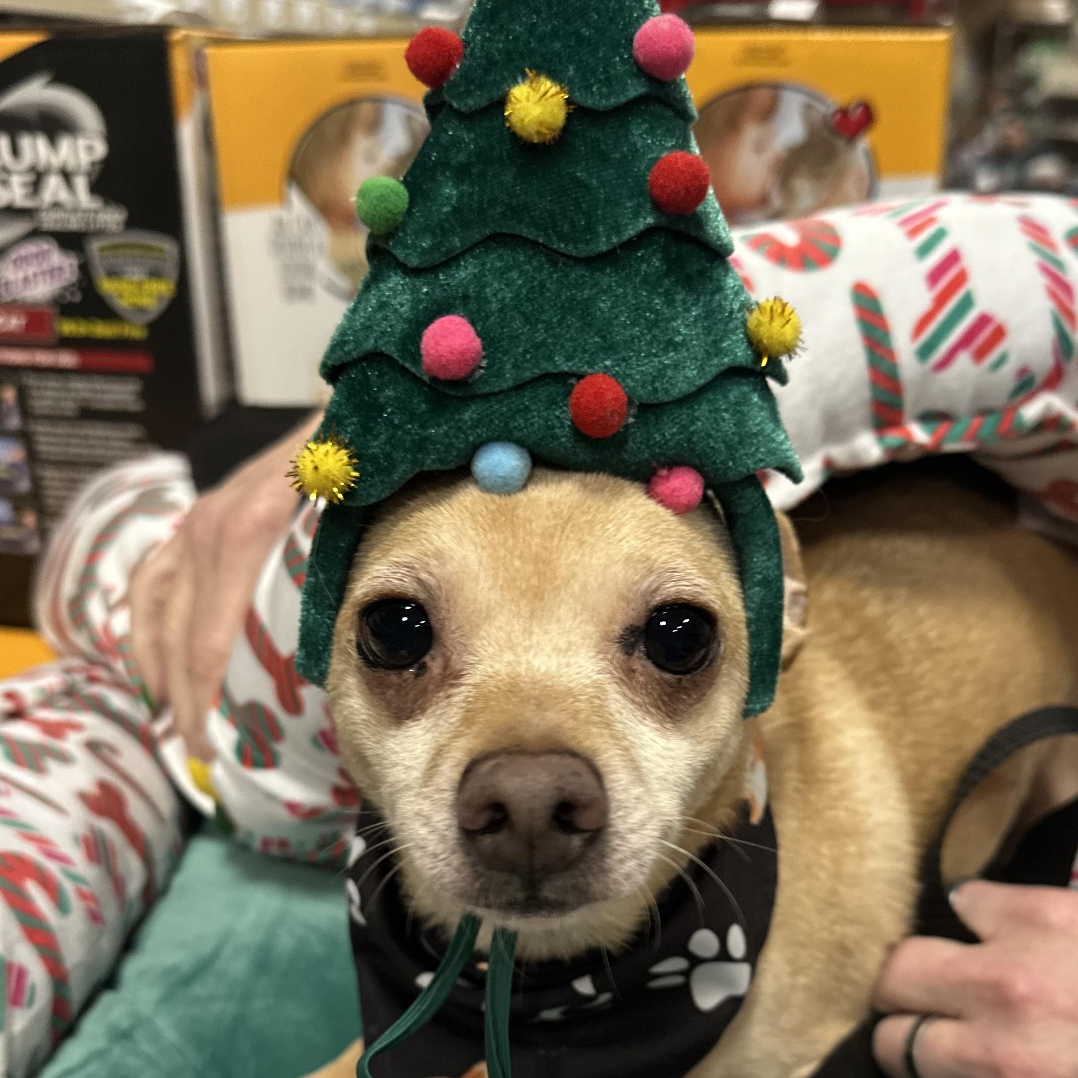 Enlarge Lobby, an adopted mixed breed in Eugene, OR image 6/6