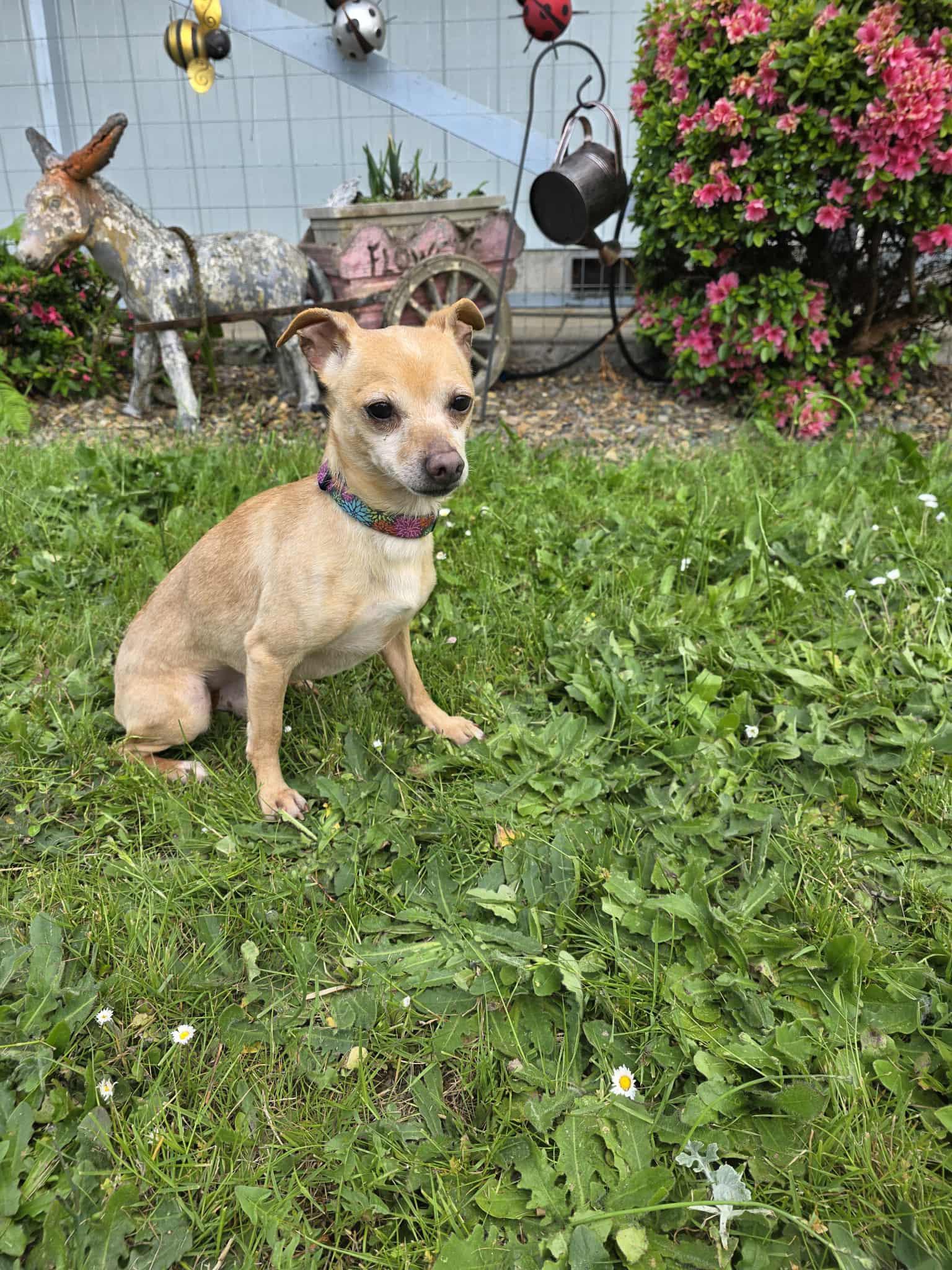 Lobby, a Adoptable mixed breed in Eugene, OR image 5/6
