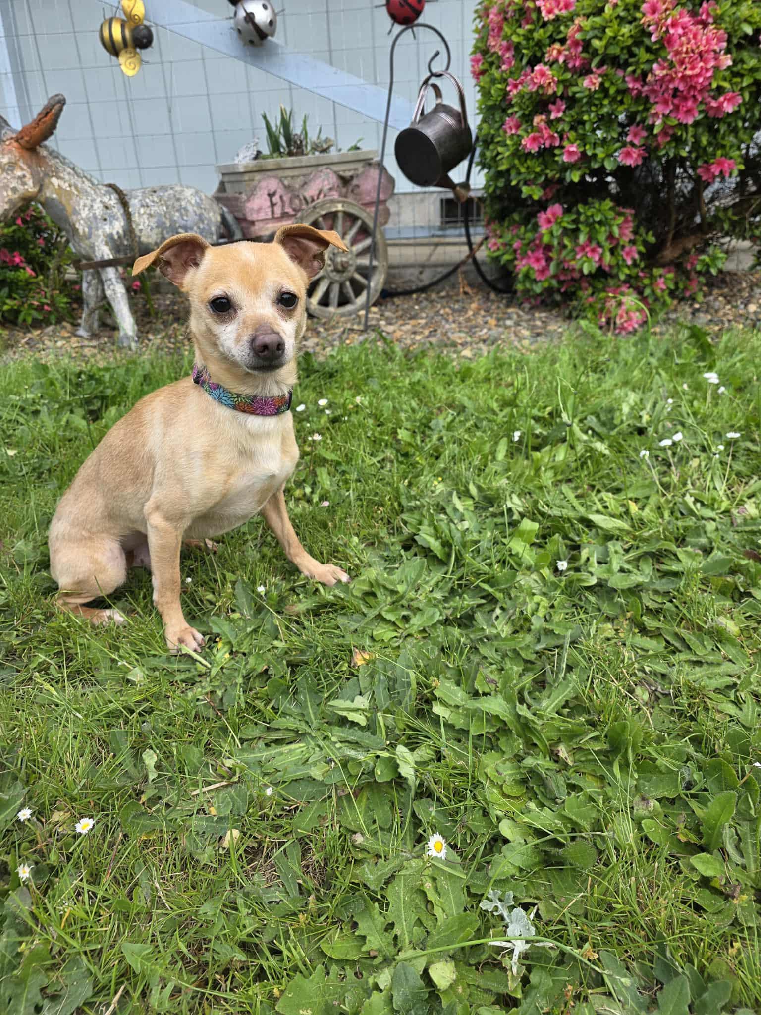 Lobby, Adoptable, Adult Male Chihuahua.