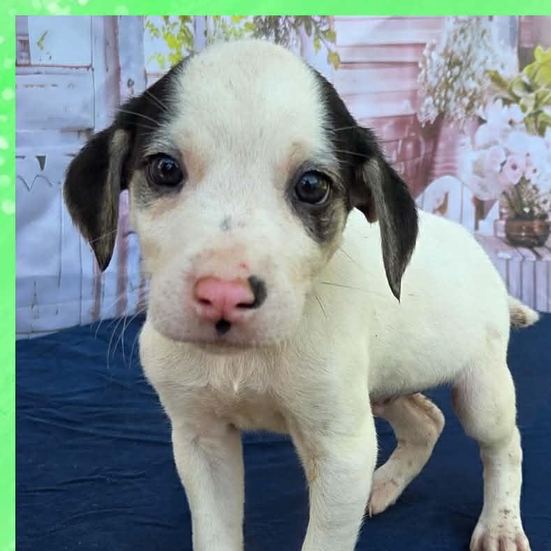 Davy, ADOPTABLE, Puppy Male Australian Cattle Dog / Blue Heeler & Hound.