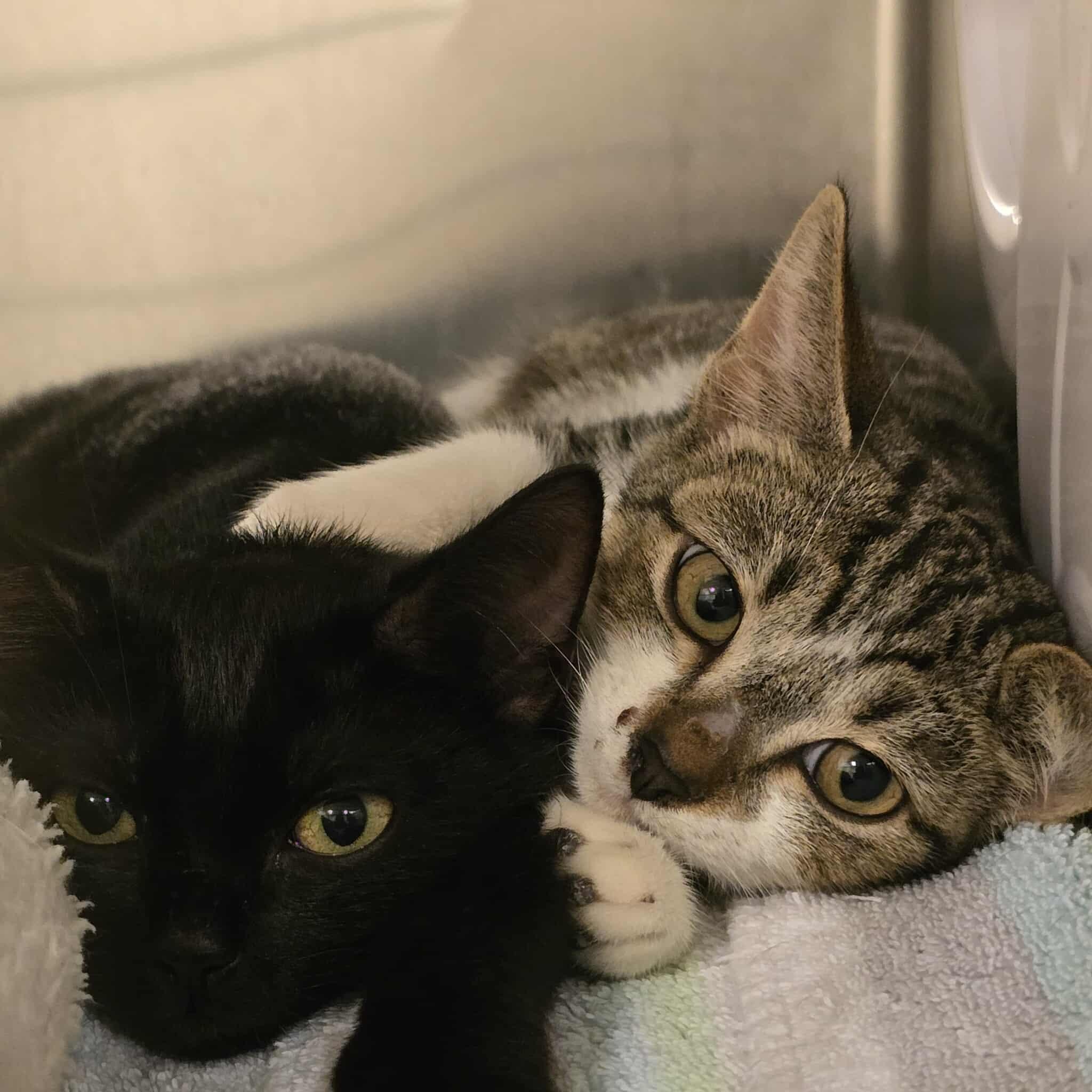 Gino and Rosie, Baby Male unknown