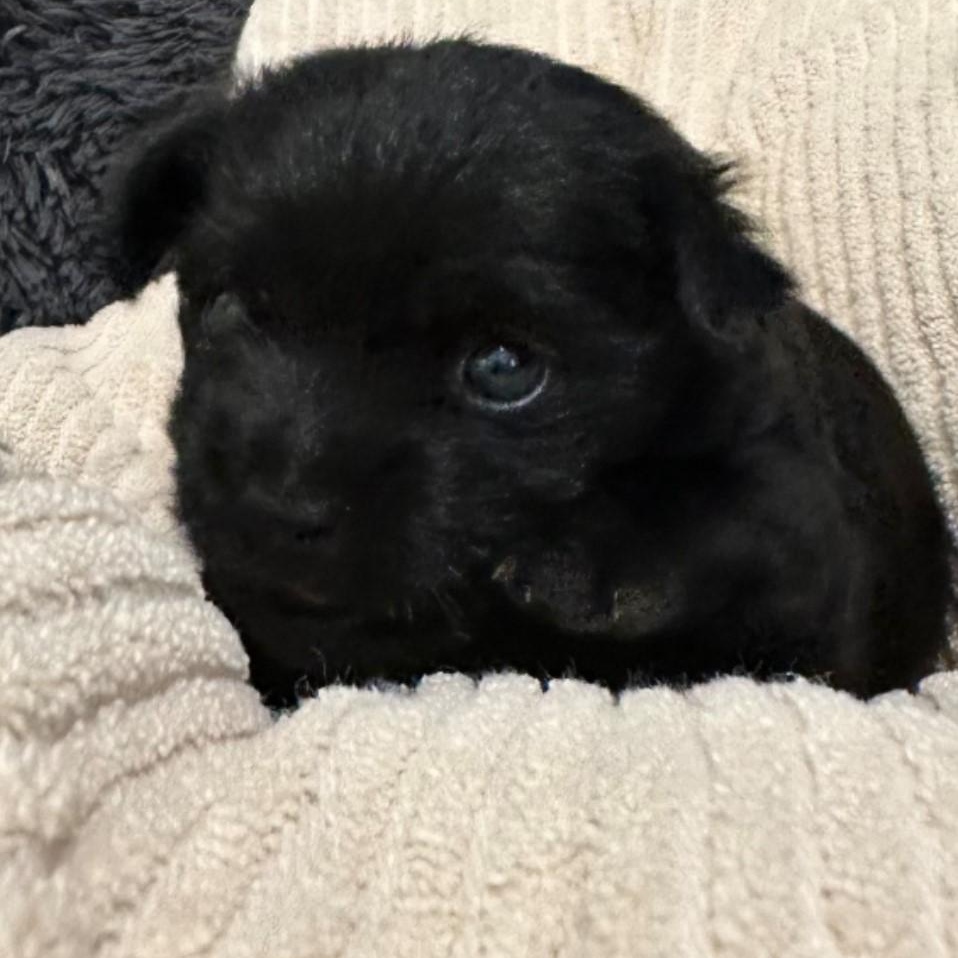 Tux, Baby Male Yorkshire Terrier