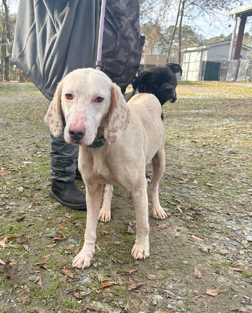 Lily, Adopted, Adult Female Hound.
