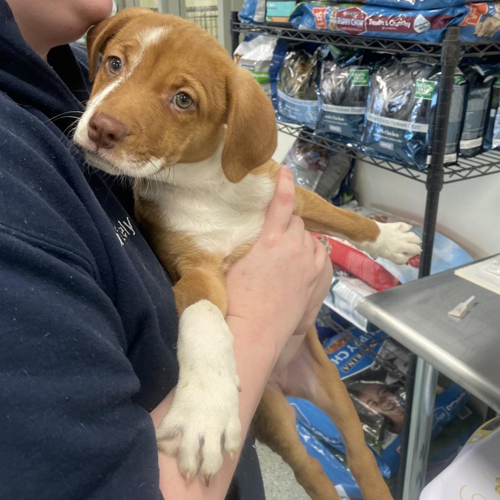 Enlarge Skereka, a Adoptable mixed breed in Galax, VA image 1/1