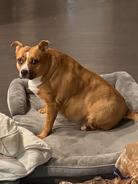 GIDGET "COURTESY POST", adopted, Senior Female Mixed Breed.