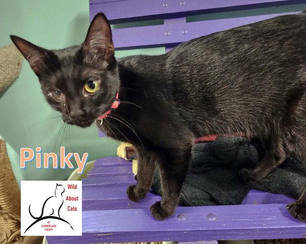 Pinky, Adoptable, Young Female Domestic Short Hair.