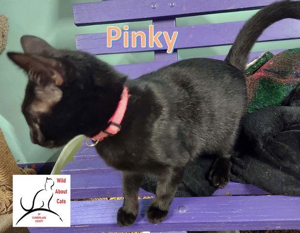 Enlarge Pinky, a Adoptable Domestic Short Hair in Crossville, TN image 2/3