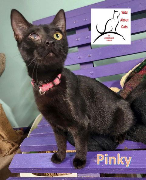 Enlarge Pinky, a Adoptable Domestic Short Hair in Crossville, TN image 3/3