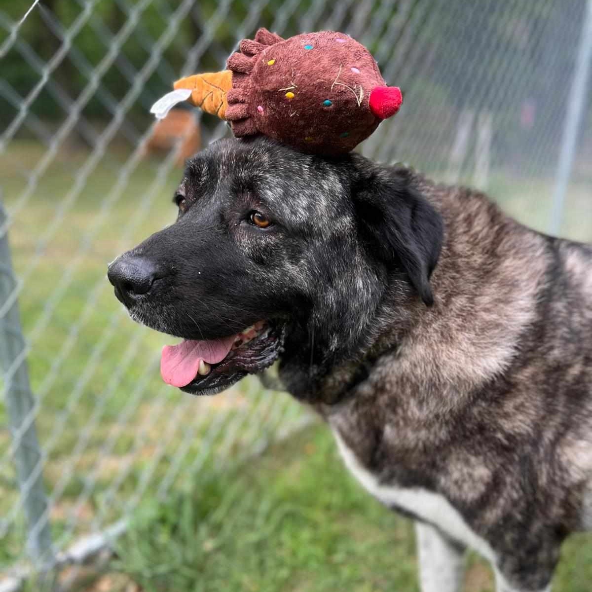 Enlarge Mila, a Adoptable mixed breed in Sparta, NJ image 4/6