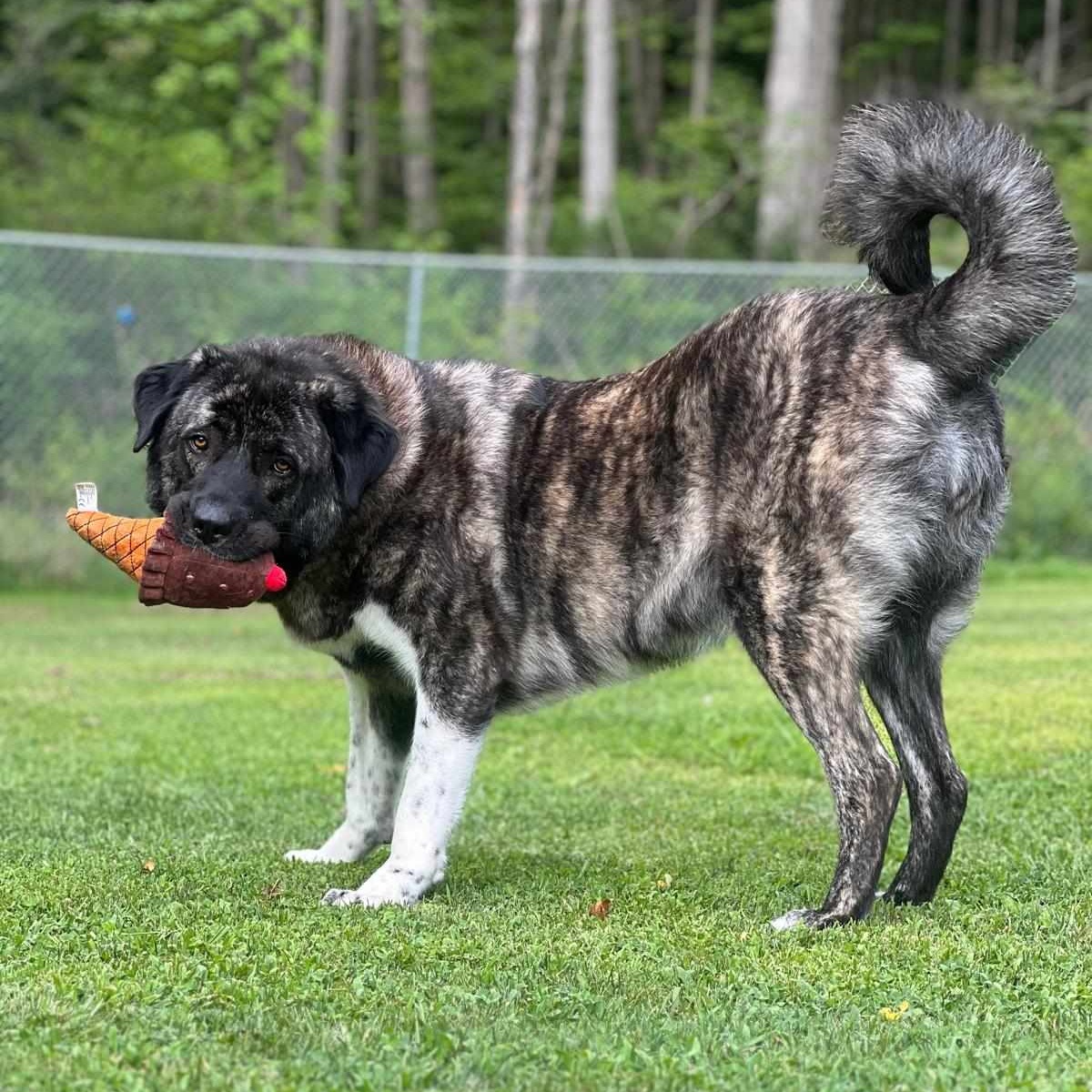 Enlarge Mila, a Adoptable mixed breed in Sparta, NJ image 3/6