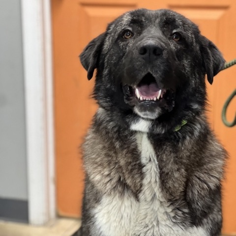 Enlarge Mila, a Adoptable mixed breed in Sparta, NJ image 5/6