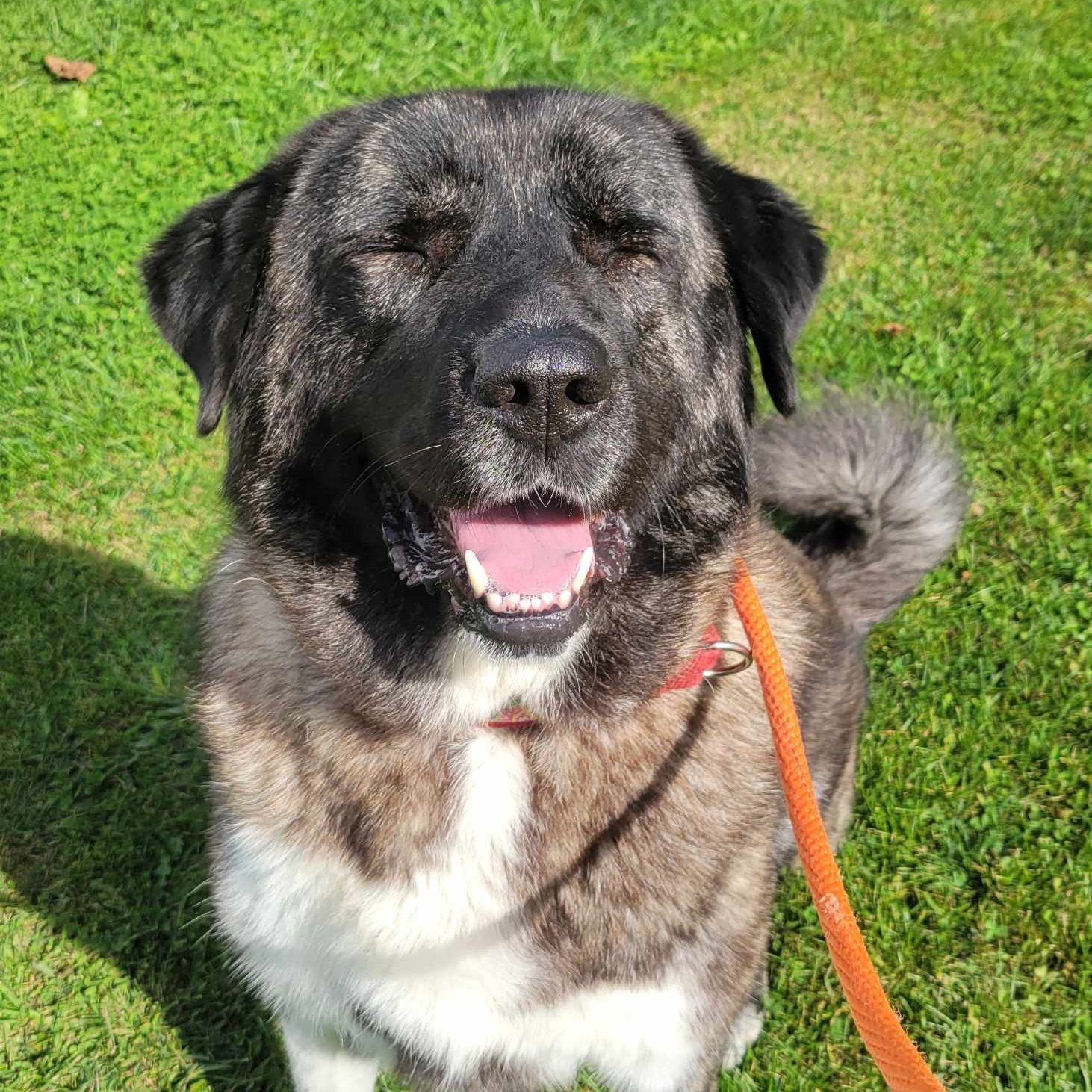 Mila, Adoptable, Young Female Anatolian Shepherd & Shepherd.