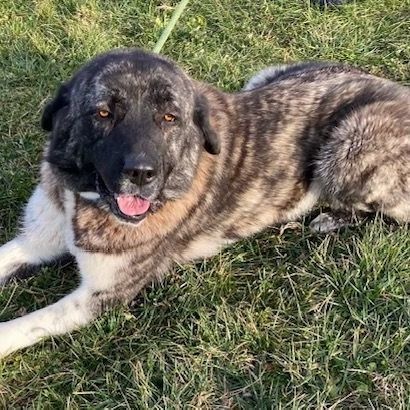 Enlarge Mila, a Adoptable mixed breed in Sparta, NJ image 6/6