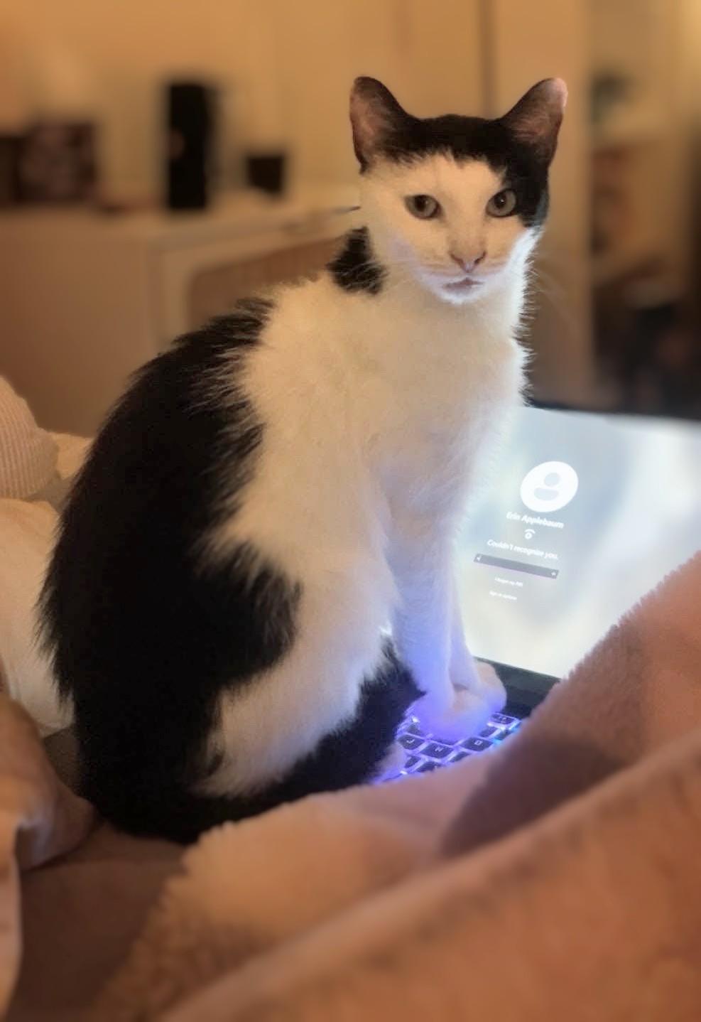 Enlarge Brisket (reduced adoption fee), a Adoptable Domestic Short Hair in Melrose, MA image 3/4