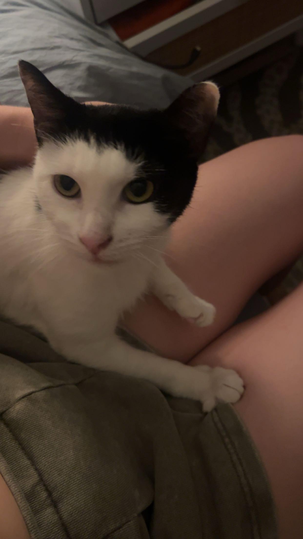Enlarge Brisket (reduced adoption fee), a Adoptable Domestic Short Hair in Melrose, MA image 4/4