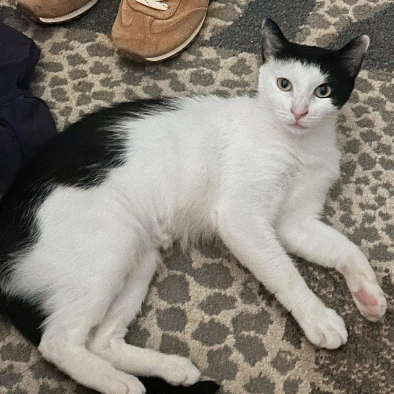 Enlarge Brisket (reduced adoption fee), a Adoptable Domestic Short Hair in Melrose, MA image 1/4