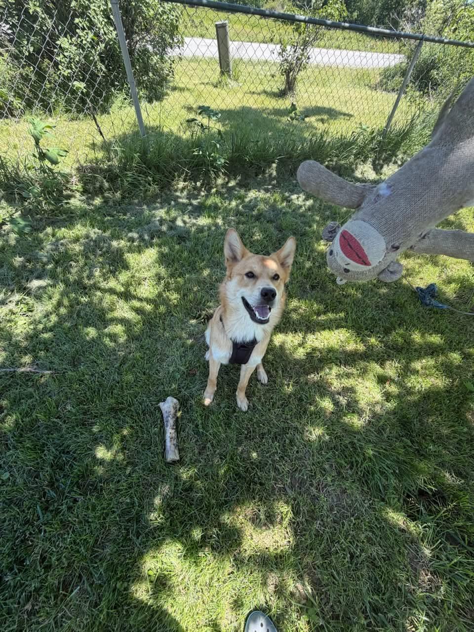 Enlarge Charlie Murphy, a Adoptable mixed breed in Xenia, OH image 1/4