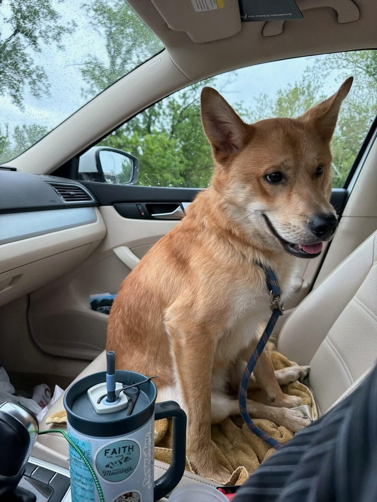Enlarge Charlie Murphy, a Adoptable mixed breed in Xenia, OH image 2/4