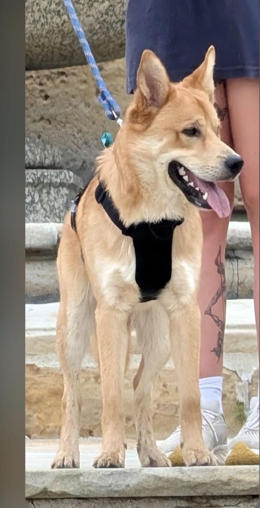 Enlarge Charlie Murphy, a Adoptable mixed breed in Xenia, OH image 4/4