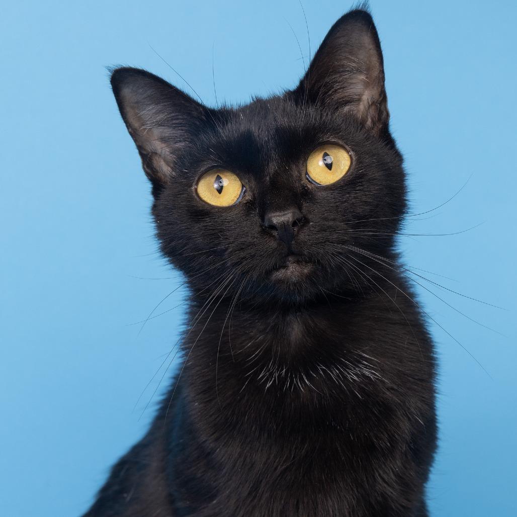 Enlarge Gracie, a Adoptable Domestic Short Hair in Franklin, TN image 1/2