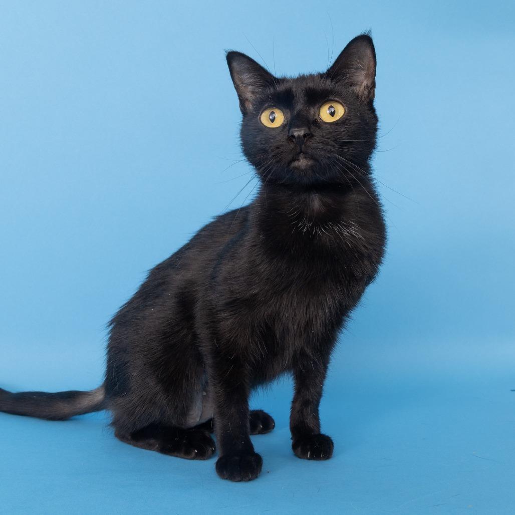 Enlarge Gracie, a Adoptable Domestic Short Hair in Franklin, TN image 2/2