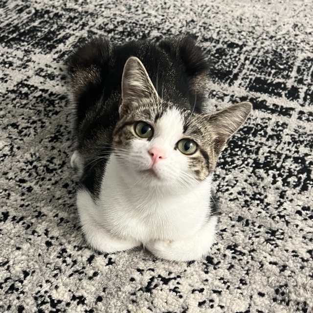 Blossom — thumbnail 2