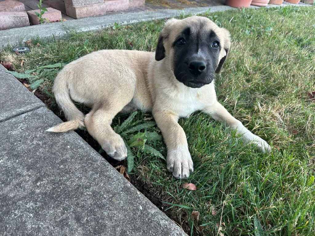 Enlarge EVIE, a Adopted Anatolian Shepherd in Vallejo, CA image 1/4