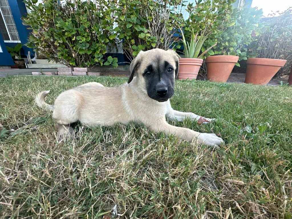 Enlarge EVIE, a Adopted Anatolian Shepherd in Vallejo, CA image 2/4