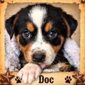 Enlarge Doc Holliday, a Adoptable Mixed Breed in Mesa, AZ image 1/1