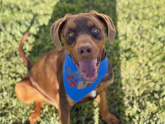 Enlarge Donny, an adopted mixed breed in Hollister, CA image 3/6