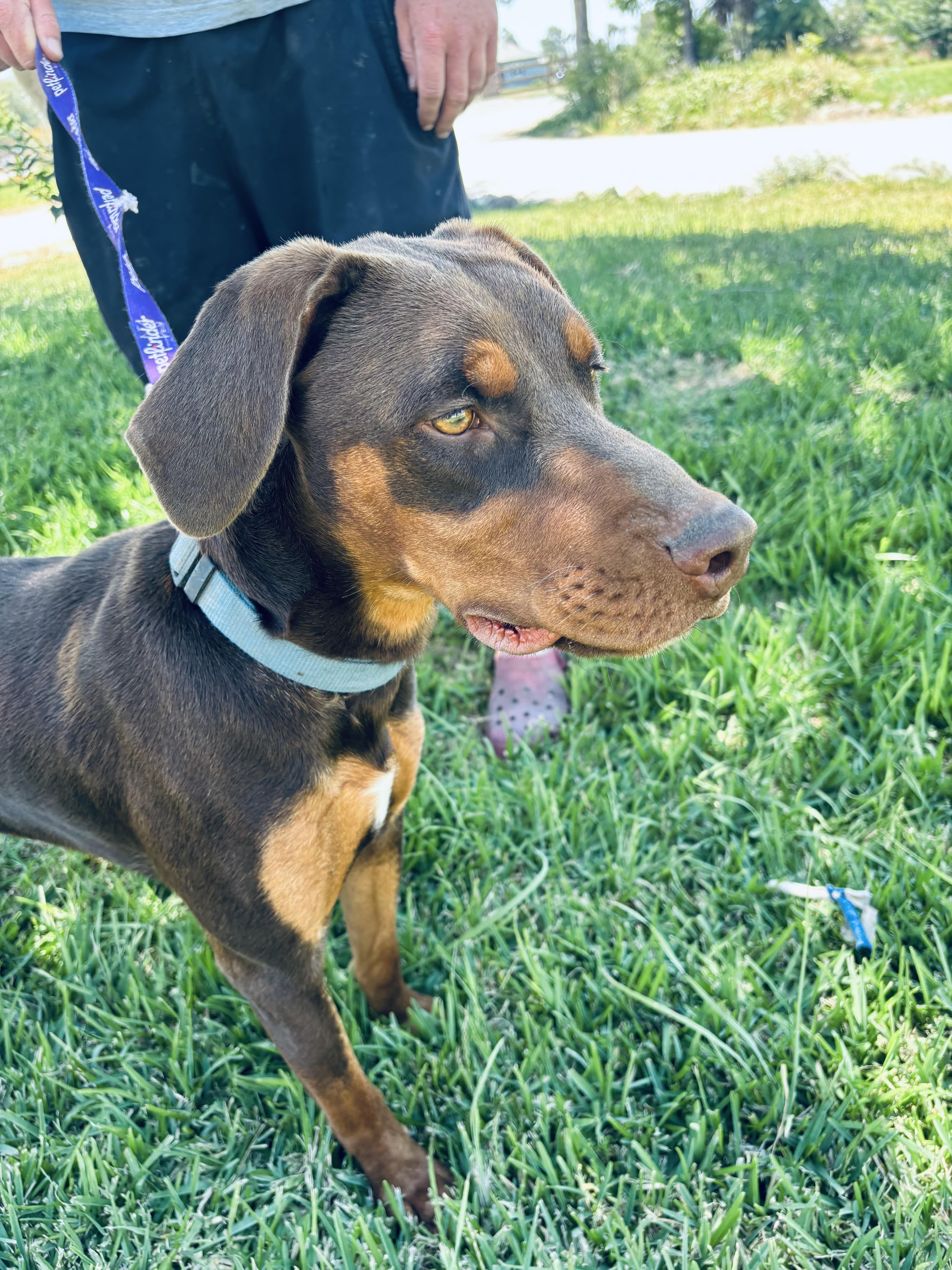 Enlarge Donny, an adopted mixed breed in Hollister, CA image 5/6