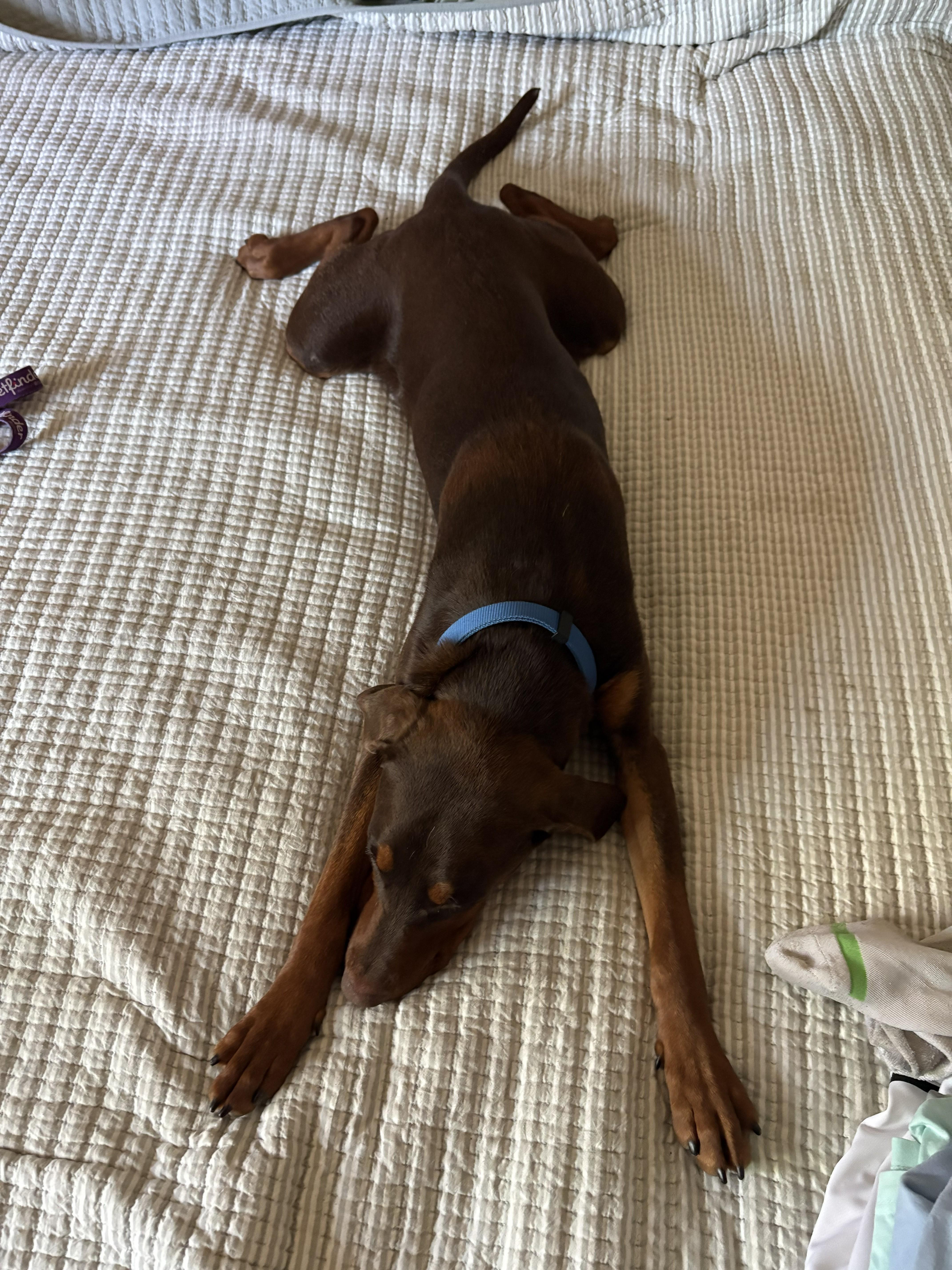 Enlarge Donny, an adopted mixed breed in Hollister, CA image 4/6