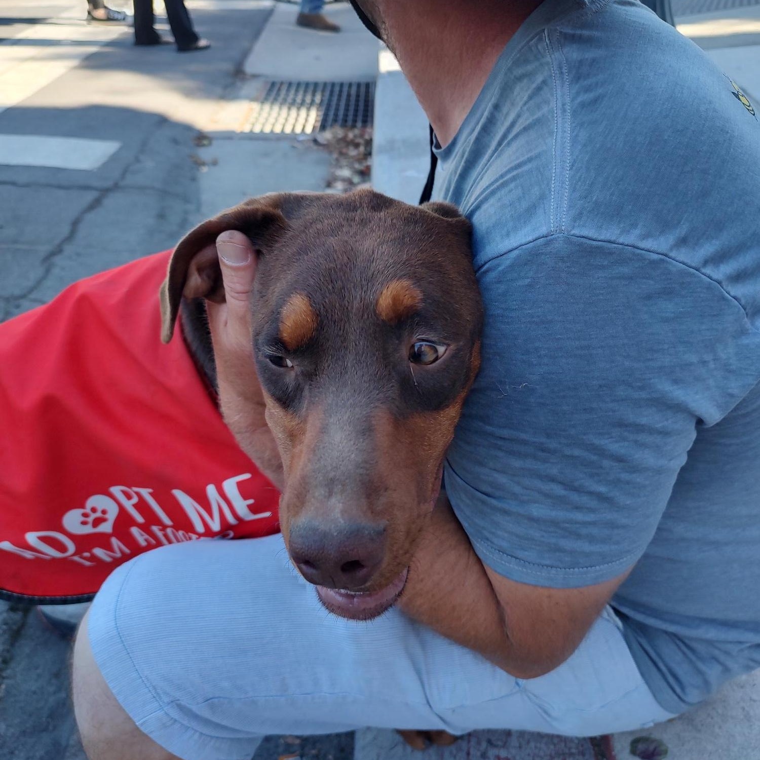 Enlarge Donny, an adopted mixed breed in Hollister, CA image 1/6