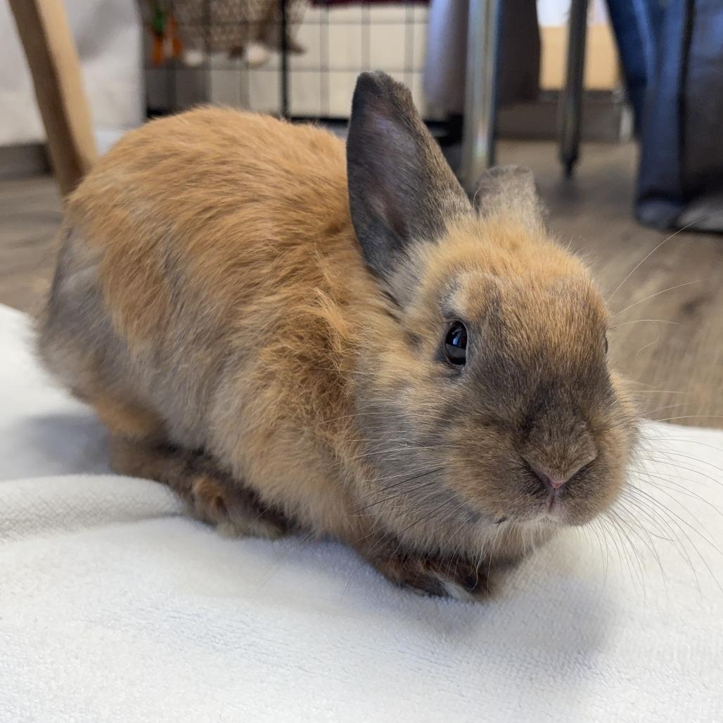 Teddy, Adoptable, Young Female Lionhead.