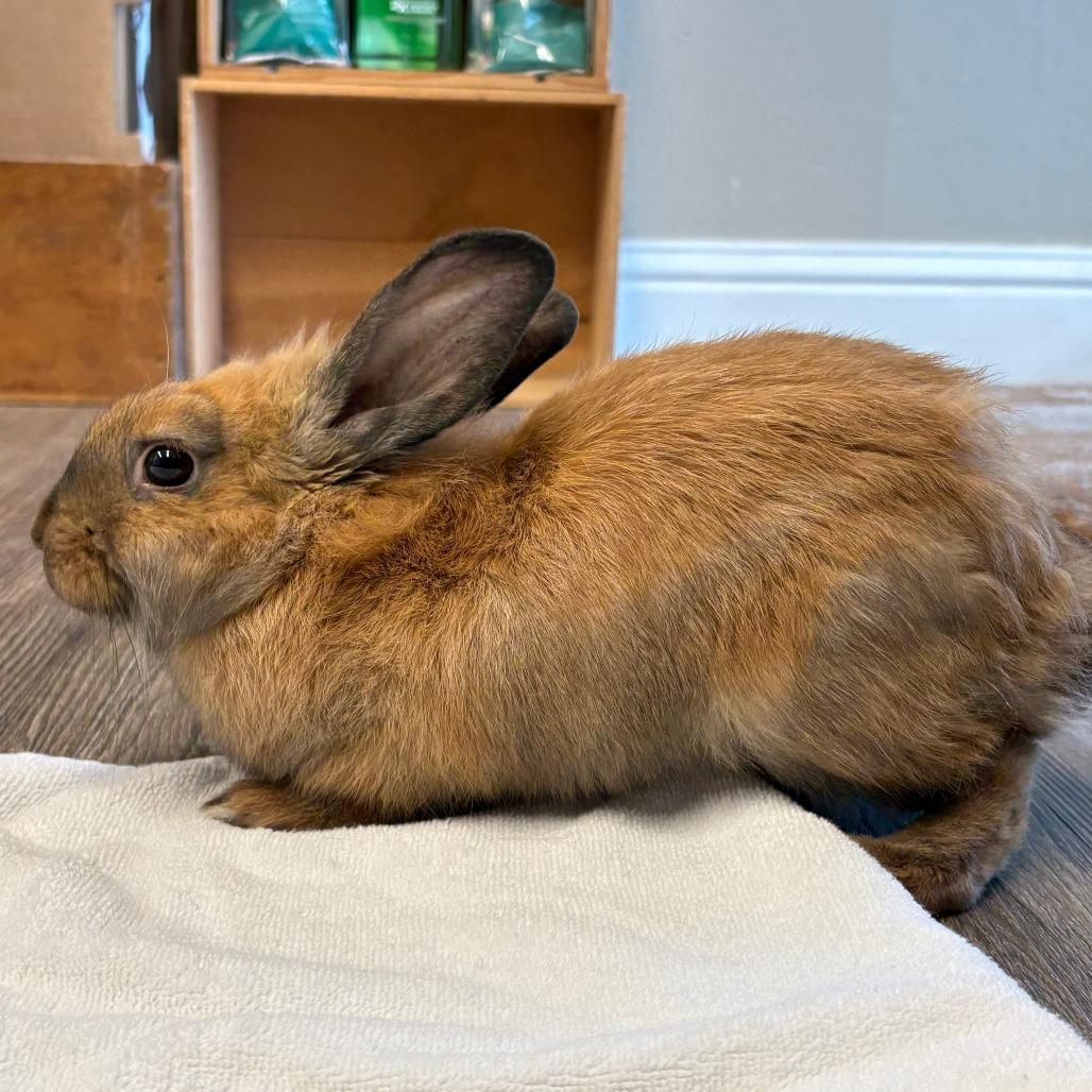 Enlarge Teddy, a Adoptable Lionhead in Napa, CA image 2/2
