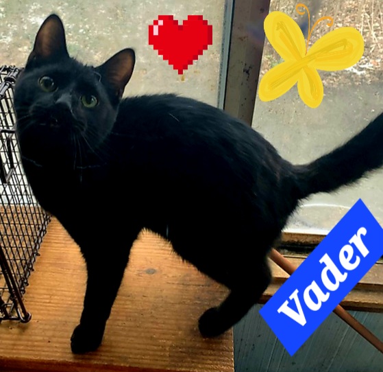 Enlarge Vader aka Porkchop, a Adoptable Domestic Short Hair in Coldwater, MI image 1/1