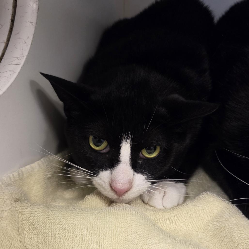 Paul & Peter, Adoptable, Adult Male Domestic Short Hair.