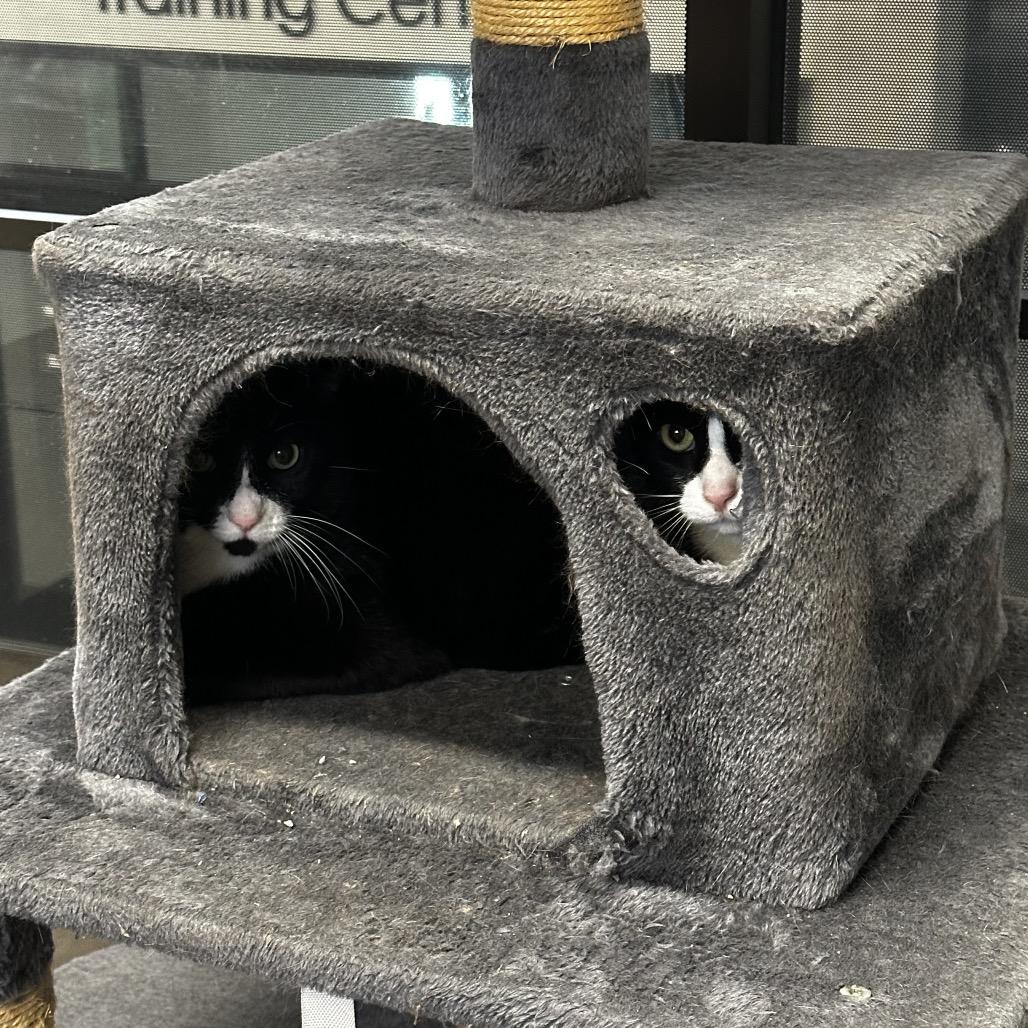 Enlarge Paul & Peter, a Adoptable Domestic Short Hair in Hinsdale, IL image 2/4