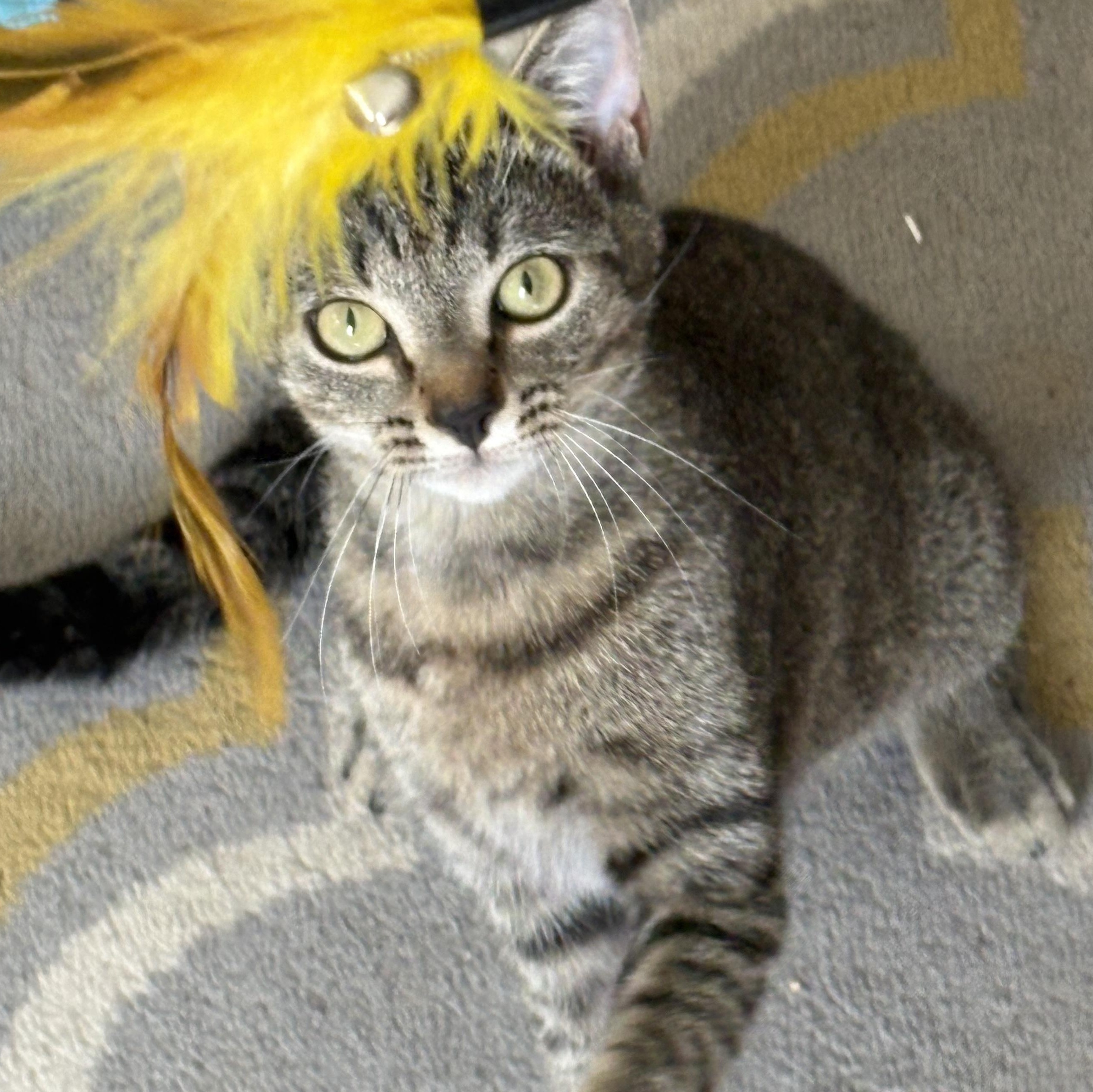 Gemma, Adoptable, Young Female Tabby & Domestic Short Hair.