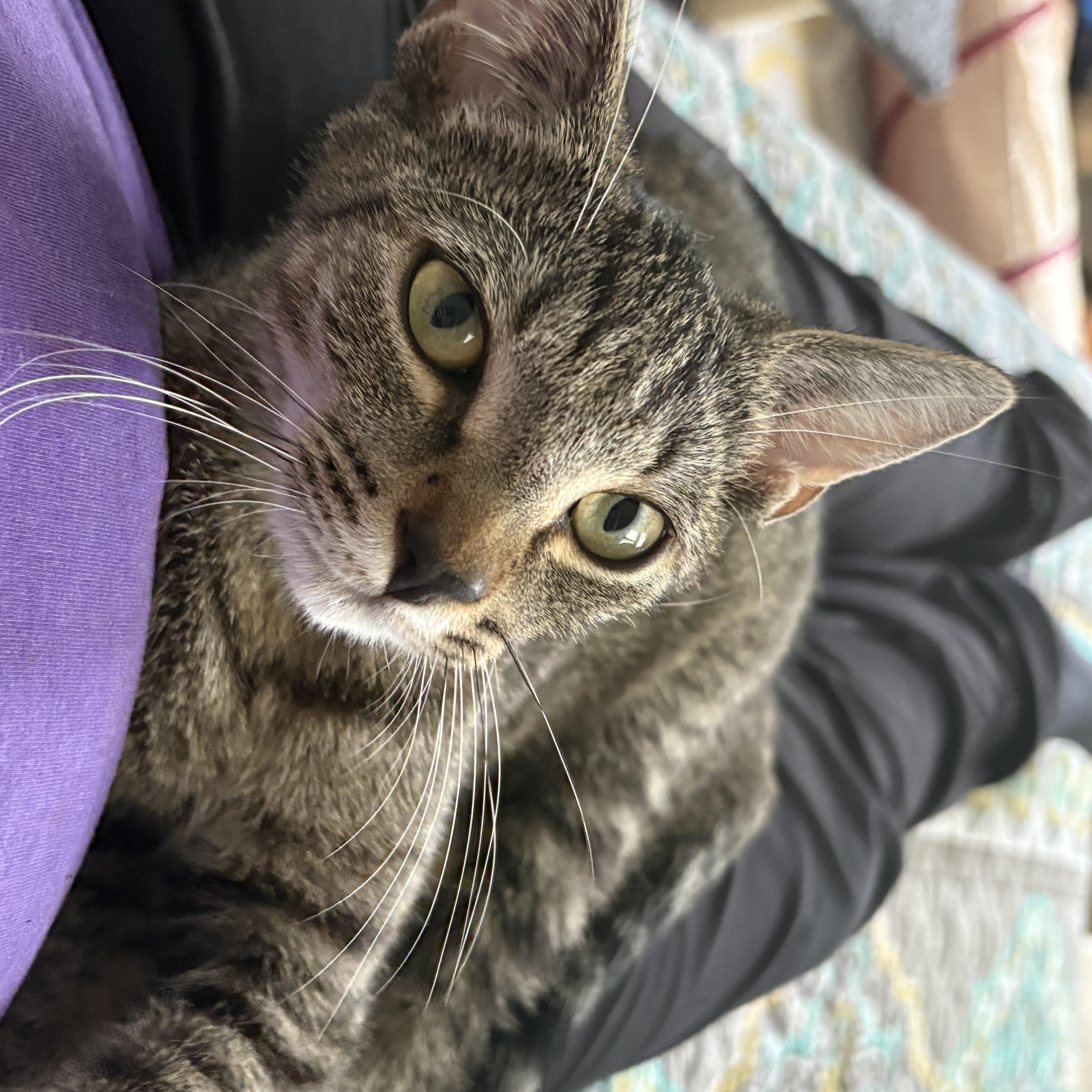 Enlarge Gemma, a Adoptable mixed breed in Hyattsville, MD image 3/5