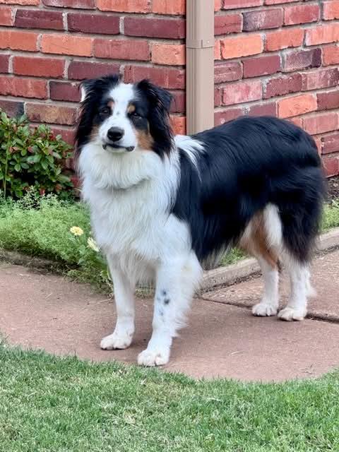 Ryder Avery, ADOPTABLE, Young Male Australian Shepherd.