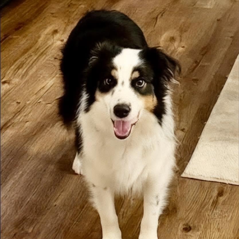 Ryder Avery, a ADOPTABLE Australian Shepherd in Oklahoma City, OK image 2/2
