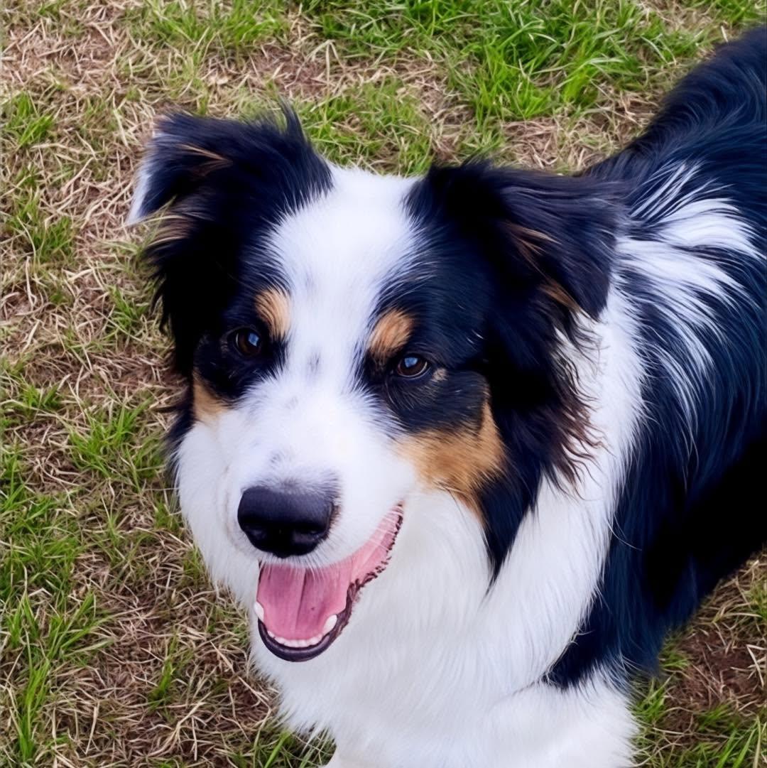 Ryder Avery, ADOPTABLE, Young Male Australian Shepherd.