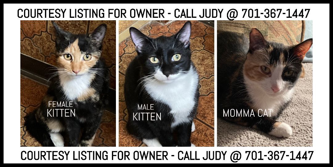 Calico & Tuxedo kitten + Calico mom - COURTESY LISTING 1