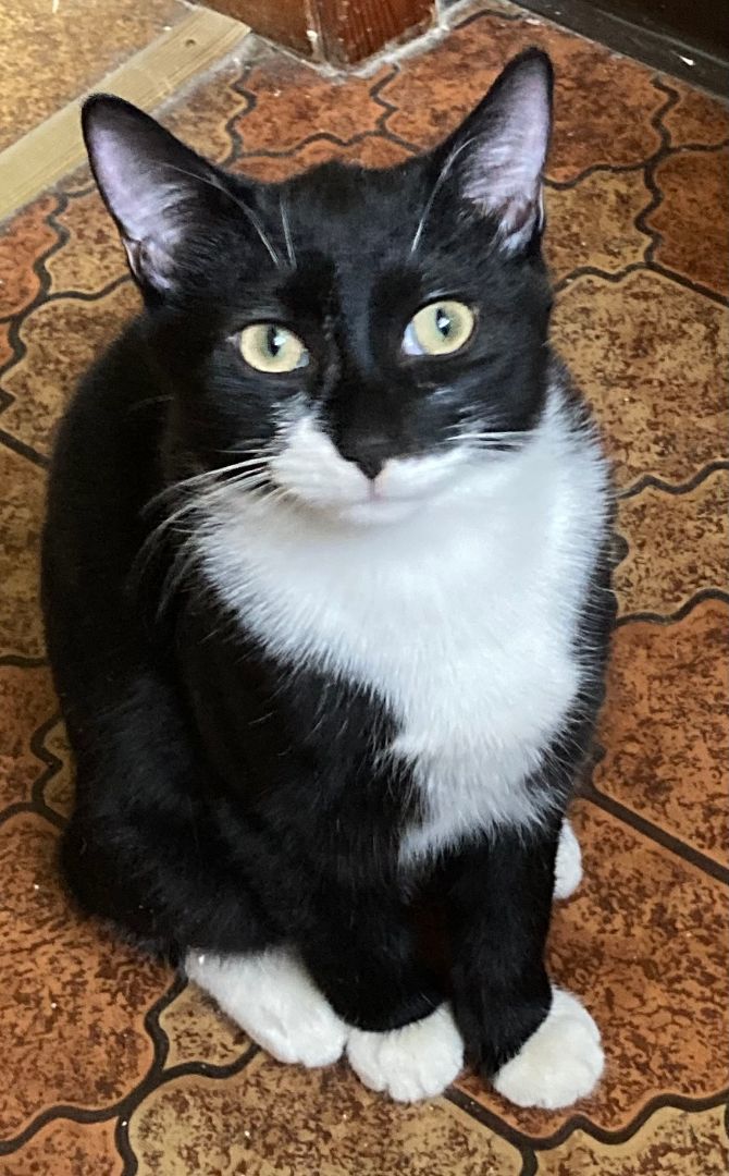 Calico & Tuxedo kitten + Calico mom - COURTESY LISTING 3