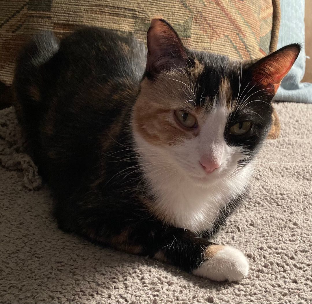 Calico & Tuxedo kitten + Calico mom - COURTESY LISTING 2